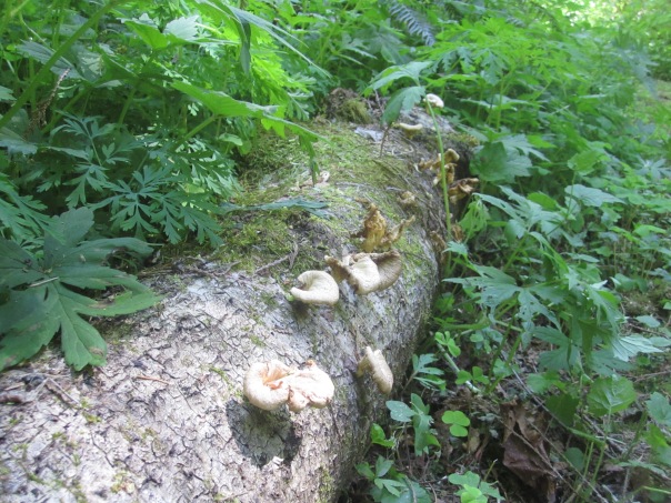 Fungi on the "Easy" trail near the retreat center