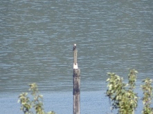 Not a great shot, but hey, it's a bald eagle