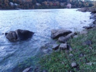 Rocks, water, shoreweeds