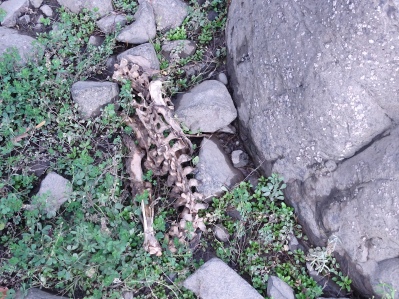 This may be a beaver skeleton